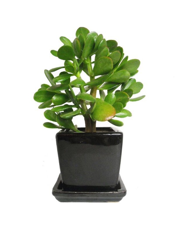 Jade